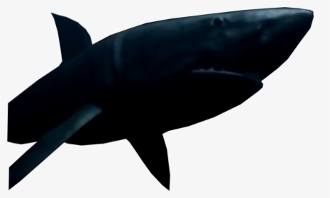 Shark, HD Png Download, Transparent PNG