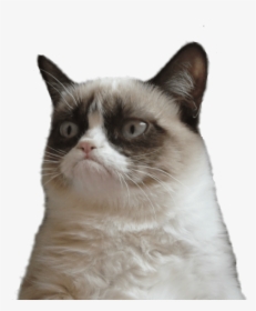 Cat Png Memes - Grumpy Cat White Background, Transparent Png, Transparent PNG