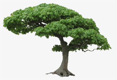 Tree Png Picture - Tree Png Hd, Transparent Png, Transparent PNG