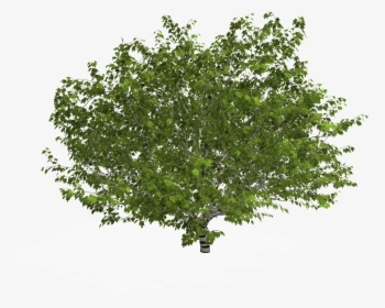 Tree In Plan Png - Arbol En Planta Png, Transparent Png, Transparent PNG