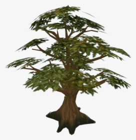 Palm Tree Drawing On Wood, 3d - Oak Tree Runescape, HD Png Download, Transparent PNG