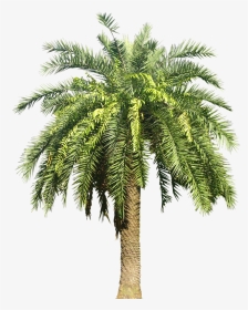 Dates Palm Tree Png, Transparent Png, Transparent PNG