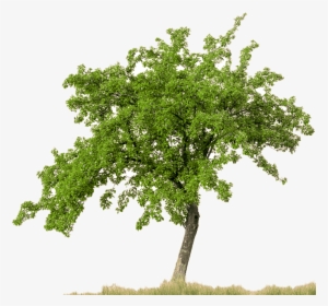 Trees With White Background, HD Png Download, Transparent PNG
