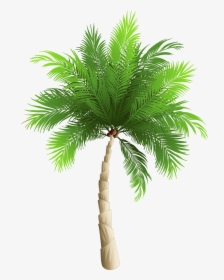 Palm Trees Date Palm Phoenix Canariensis Coconut - Png In Coconut Tree, Transparent Png, Transparent PNG