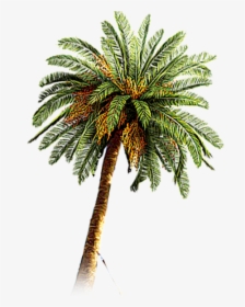 Palm Tree Png Image, Transparent Png, Transparent PNG