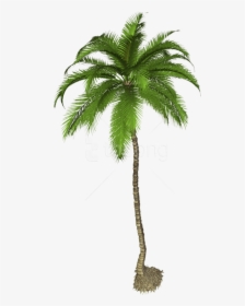 Transparent Palm Png - Coconut Tree Png Free, Png Download, Transparent PNG