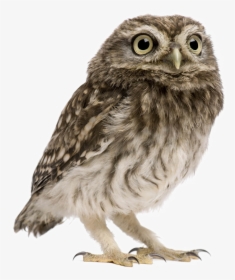 Owl Png Image Transparent Background - Owl Png, Png Download, Transparent PNG