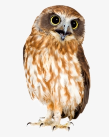 Barn Owl Png Hd - Owl, Transparent Png, Transparent PNG