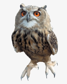 Barn Owl Transparent Images Png - All Harry Potter Owls, Png Download, Transparent PNG
