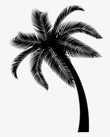 Coconut Date Palm Leaf Palm Trees - Black And White Palm Leaves Transparent Background, HD Png Download, Transparent PNG