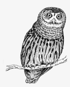 Owl 1557 - Owl Png Drawing, Transparent Png, Transparent PNG
