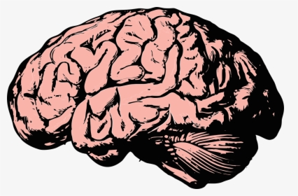Brain, Think, Knowledge, Mind, Science, Anatomy, Health - Brains Png, Transparent Png, Transparent PNG