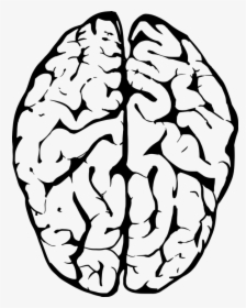 Brain, Human, Anatomy, Head, Human Brain, Medical - Brains Black And White, HD Png Download, Transparent PNG