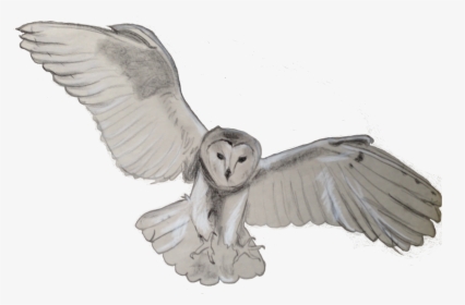 Barn Owl Png Transparent - Barn Owl Transparent, Png Download, Transparent PNG