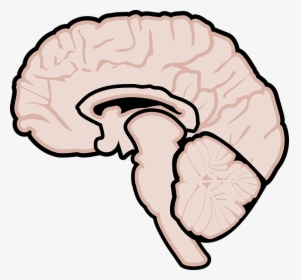 Graphic, Human Brain, Brain, Brain Diagram, Neurology - Gehirn Grafik, HD Png Download, Transparent PNG