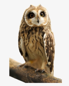 Owl Transparent Images - Młoda Sowa, HD Png Download, Transparent PNG
