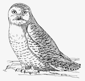 Owl 1558 - Owl, HD Png Download, Transparent PNG