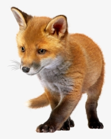 Baby Fox Png Clip Art - Baby Fox Png, Transparent Png, Transparent PNG