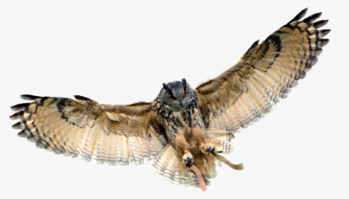 Owl Transparent Background - Transparent Background Eagle Pictures Hd Png, Png Download, Transparent PNG