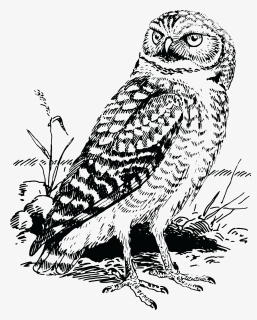 Owl - Owl Cartoon Clipart Black And White, HD Png Download, Transparent PNG