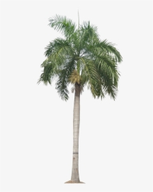 Transparent Background Palm Tree Png, Png Download, Transparent PNG