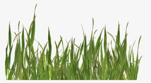 Grass Png Image, Green Picture - Png Grass, Transparent Png, Transparent PNG