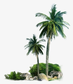 Palm Trees By Rocks Png Image, Transparent Png, Transparent PNG