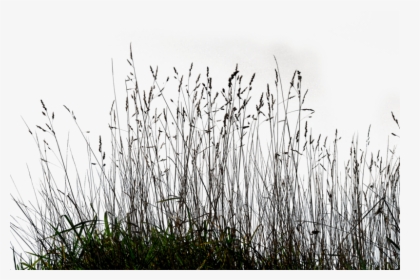 Gallery Tall Grass Png - Transparent Long Grass Png, Png Download, Transparent PNG