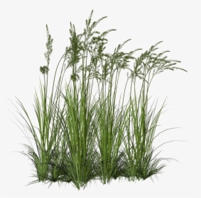 Long Grass Png Image Background - Long Grass Png, Transparent Png, Transparent PNG