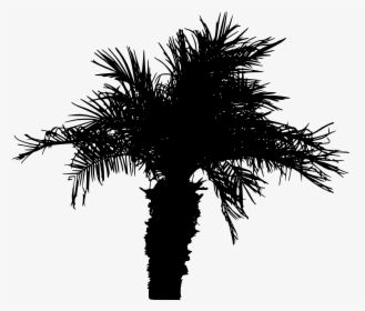 Silhouette Palm Tree Png, Transparent Png, Transparent PNG