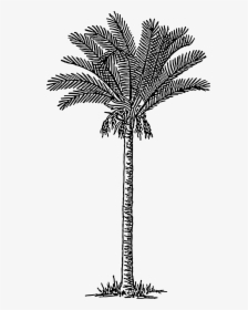 Date Palm Clip Arts - Date Palm Tree Drawing, HD Png Download, Transparent PNG