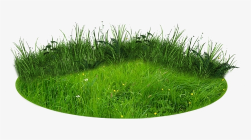 Transparent Background Grass Patch Png, Png Download, Transparent PNG