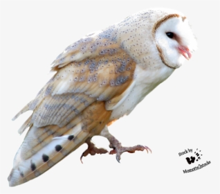 Barn Owl Png Free Download - Owl, Transparent Png, Transparent PNG