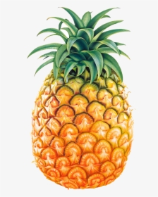 Pineapple Fruit Png Image - Pineapple Png, Transparent Png, Transparent PNG