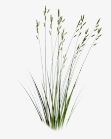 Long Grass Png - Sweet Grass, Transparent Png, Transparent PNG