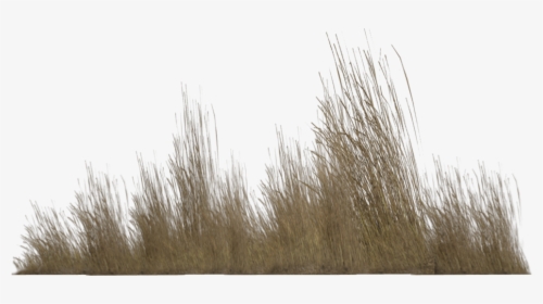 Tall Grass Png - Transparent Background Tall Grass Png, Png Download, Transparent PNG