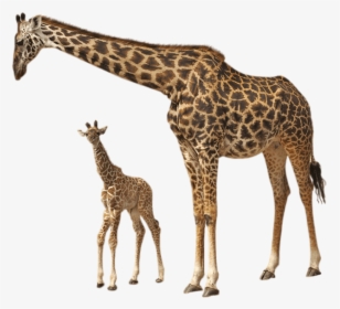 This Png File Is About Giraffes , Animals - Giraffe And Their Young Ones, Transparent Png, Transparent PNG