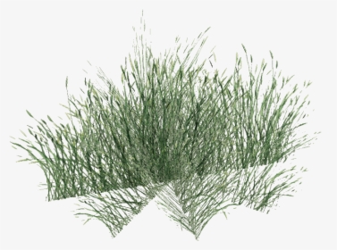 Long Grass Png Pic - Long Grass Png, Transparent Png, Transparent PNG