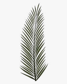 Cliparts For Free Download Palm Clipart Fern And Use - Palm Tree Leaves Icon, HD Png Download, Transparent PNG