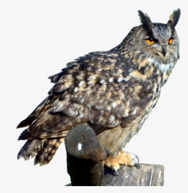 Owl Transparent Png - Great Horned Owl Png, Png Download, Transparent PNG