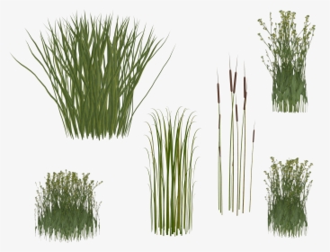 Isolated Grass, Png, Transparent, Reeds, Isolated, - Transparent Background Long Grass Png, Png Download, Transparent PNG