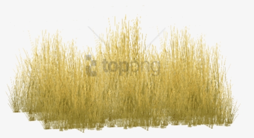 Transparent Long Grass Clipart - Yellow Long Grass Png, Png Download, Transparent PNG