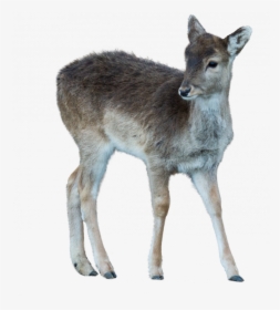 Wild Animals Pictures Transparent, HD Png Download, Transparent PNG