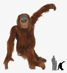 Orangutan Transparent Png, Png Download, Transparent PNG