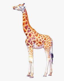 Giraffe Drawing Art - Giraffe Illustration Png, Transparent Png, Transparent PNG