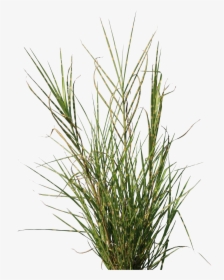 Grass Texture Png - Transparent Long Grass Texture, Png Download, Transparent PNG