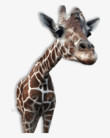Giraffe Close Up - Zoo Animals No Background, HD Png Download , Transparent  Png Image - PNGitem