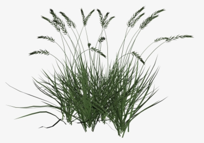 Tall Grasses Png - Tall Grass Transparent Background, Png Download, Transparent PNG