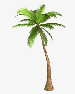 Clip Art Palm Tree Images - Palm Tree Transparent Background, HD Png Download, Transparent PNG