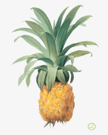 Pineapple Png Image, Free Download - Bromélia Ananas, Transparent Png, Transparent PNG